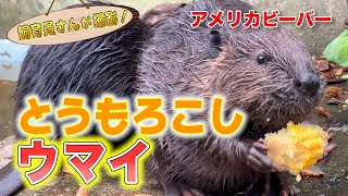 ビーバーの赤ちゃん こんなに大きくなりました！