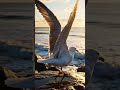 Majestic Seagull Over Ocean 🕊️ | Stunning 8K Wildlife Video #birds #vibrantbirds #wildlife