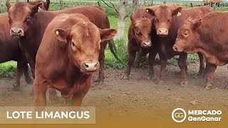 Video: Lote de 6 toros Limangus PC