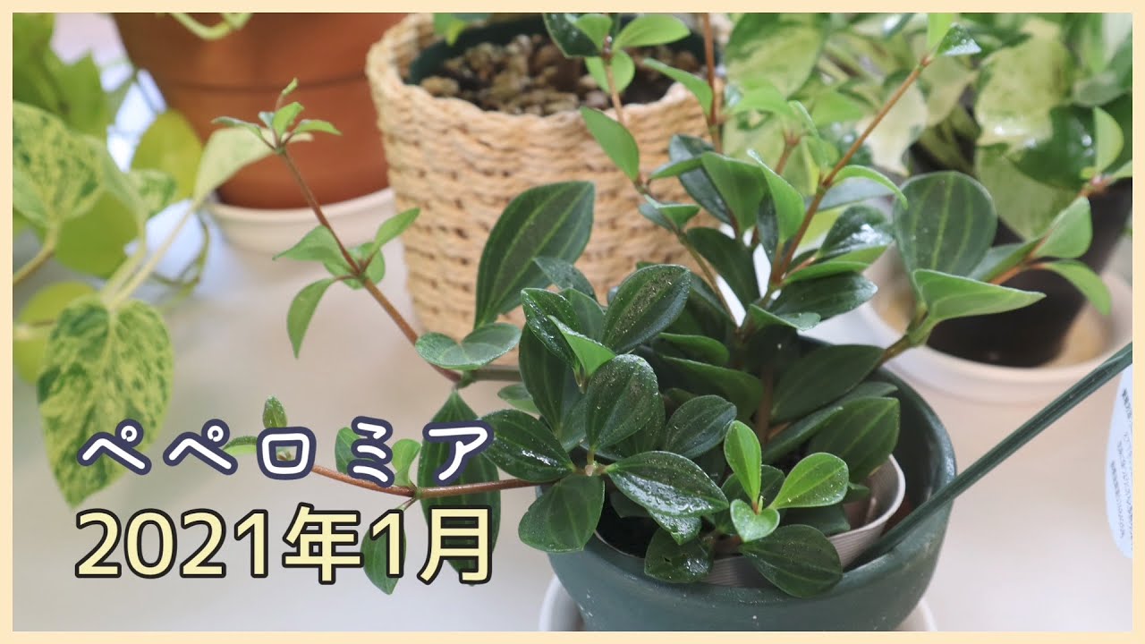 ペペロミアの花 と植え替え時に使った土をまとめました 観葉植物 Youtube