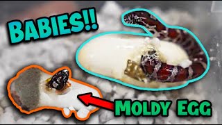 Download lagu Baby Eastern Milksnakes Hatching!