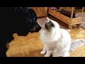 Ragdoll Cat Merlin meets Bernese Mountain Dog for the first time (Episode 01)