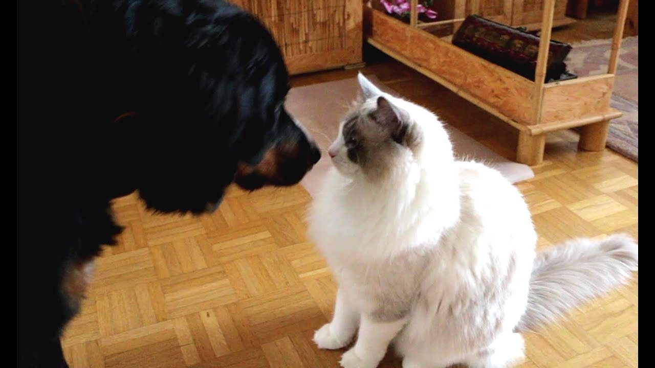 Ragdoll Cat Merlin meets Bernese 