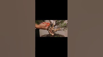 chúc cả nhà tuần mới vui vẻ #bonsai11  - Thế Giới Bonsai - CÂY CẢNH - Thế Giới Bonsai - CÂY CẢNH