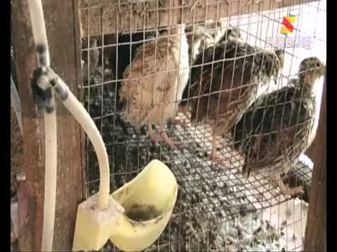 Video: Жунгария хомягын кантип багыш керек
