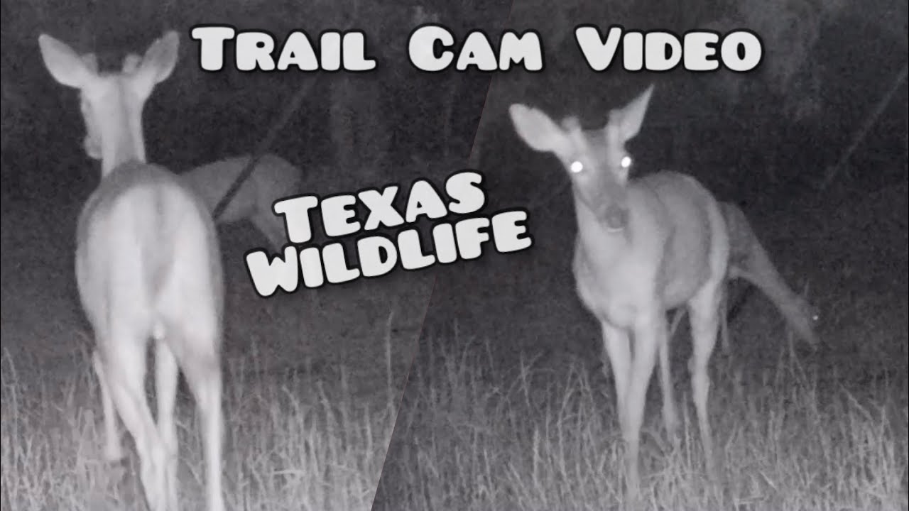 Fox~Deer BushNell Trophy Cam HD Aggressor Trail Cam Texas Wildlife