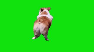 Dog Barking Through His Butthole Meme Green Screen Template