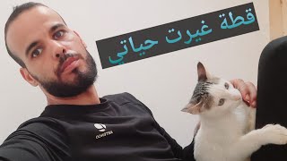 هذه قصتي مع  القطة الصغيرة التي غيرت حياتي