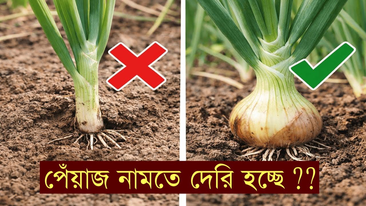 পেঁয়াজে কন্দ গঠন দেরি কেন? হরমোন, পুষ্টি ও বাস্তব সমাধান || Hormone & Nutrient Management Guide ||