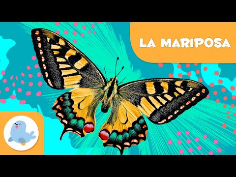 Video: ¿Las mariposas son bichos o insectos?