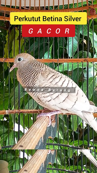 Perkutut Betina Silver Gacor