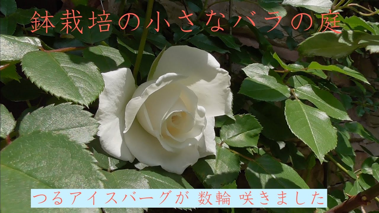 鉢栽培の小さなバラの庭 つるアイスバーグが数輪咲いてきました Youtube