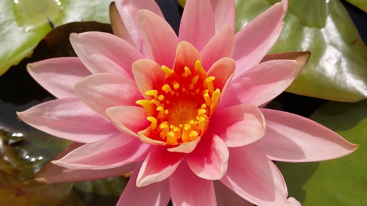 Como cultivar Ninfeia ou "Nymphaea" .