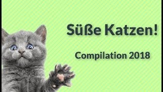 Süße Katzen Compilation 2018 | Sweet Cat Compilation 2018 by KittyKitty 12,175 views 5 years ago 5 minutes, 26 seconds