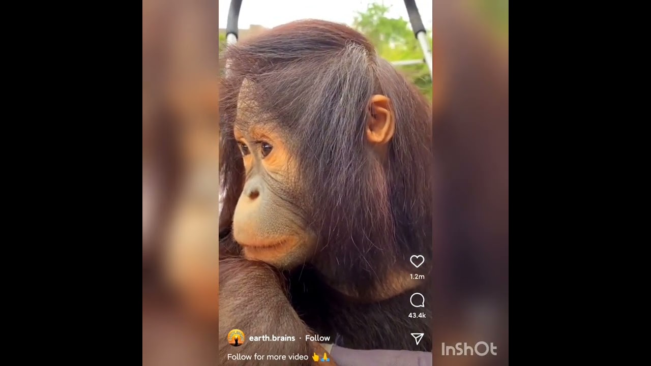A monkey with straight hair 😅