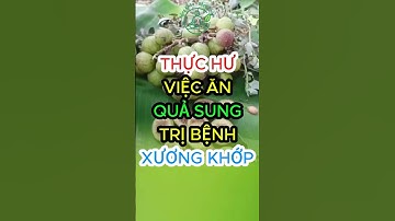 Thực hư việc ăn quả sung trị bệnh xương khớp? #shorts #songkhoemoingay