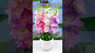 Tuberose
