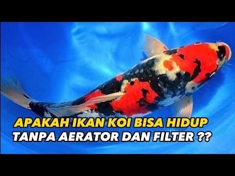 Apakah Ikan Koi Bisa Hidup Tanpa Aerator