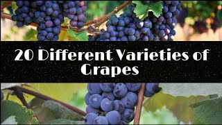 20 Types of Grapes to Eat and Make Wine
