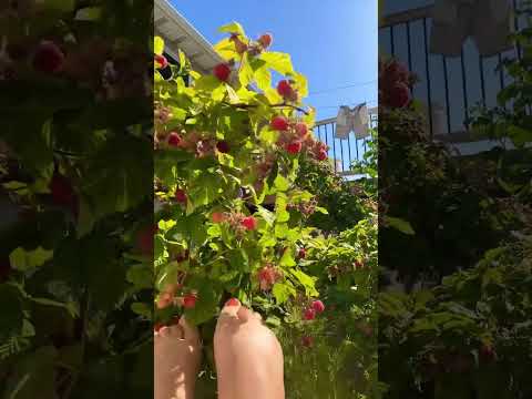#feetcommunity #toes #feetshorts #lifeisbutadream #feetmatter #pedicure
