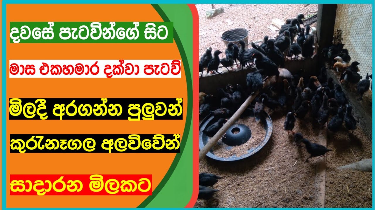 village chickens for sale in sinhala / village chickens for sale in