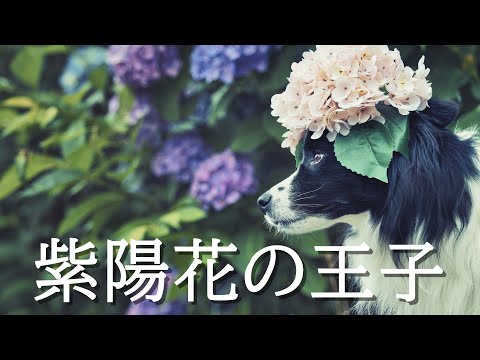 紫陽花の王子