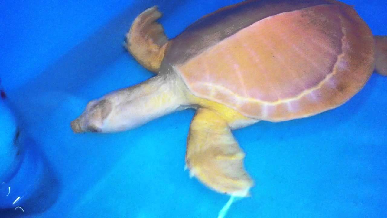 albino fly river turtle