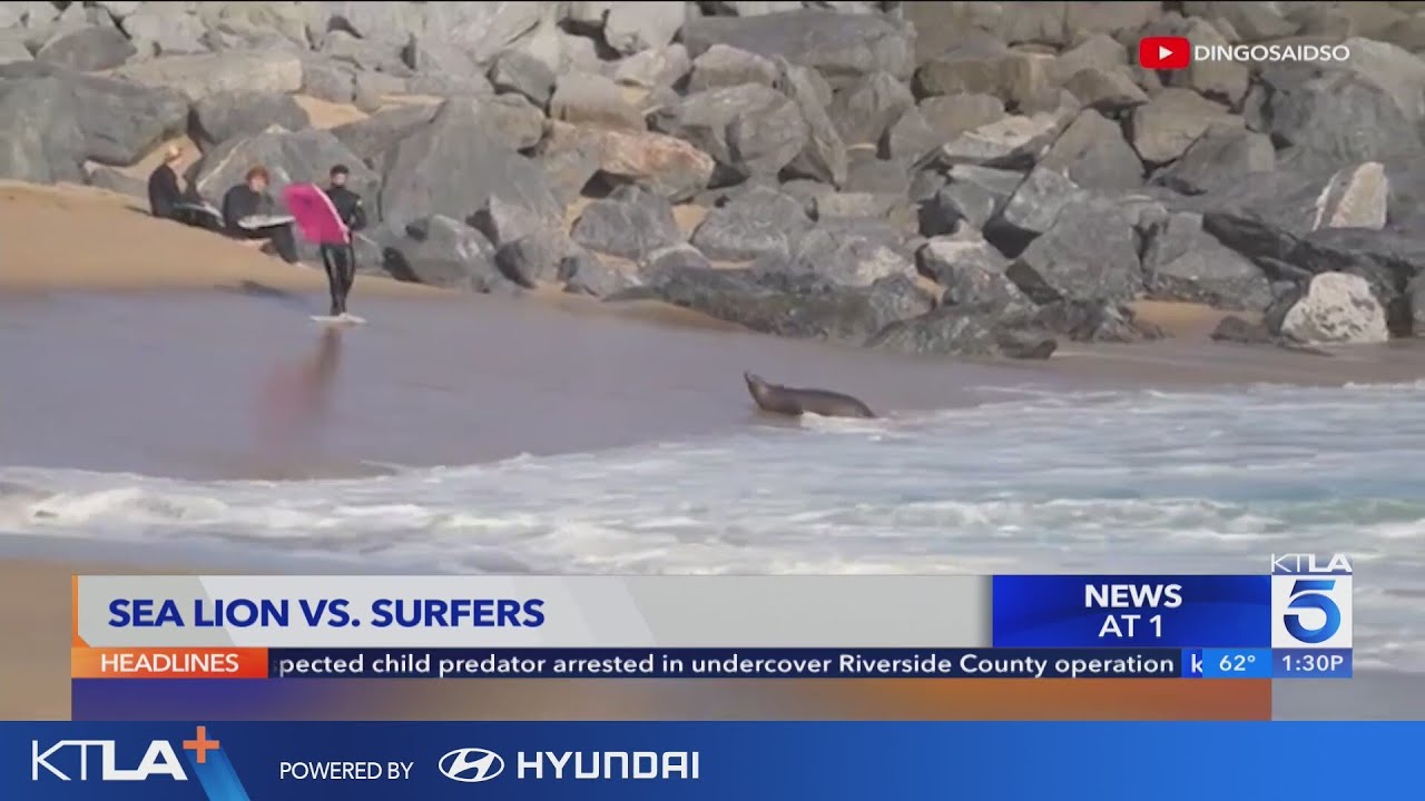 Sea lion challenges surfers at popular Orange County spot