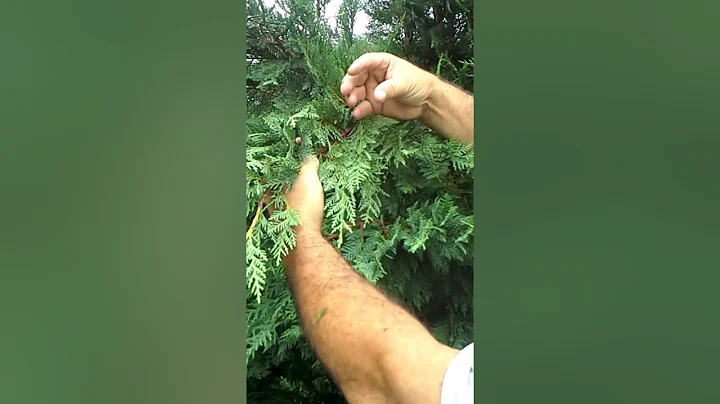 Trimming leyland cypress