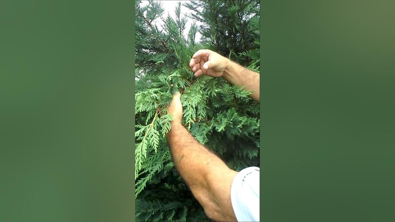 Trimming leyland cypress YouTube