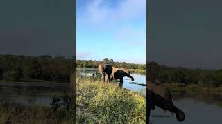 Nothing beats a moment with elephants in their natural world 🌿🐘”