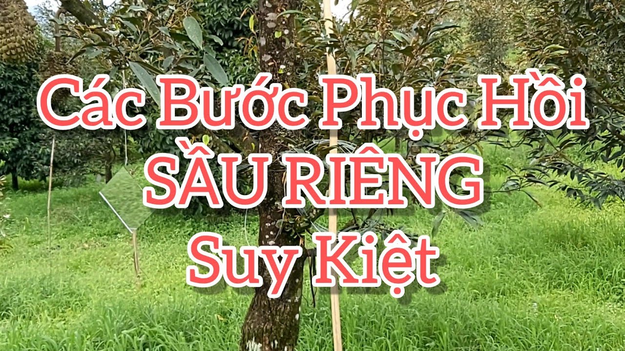 Истощение запасов дуриана — почему необходим процесс восстановления? | Сельскохозяйственные техно...