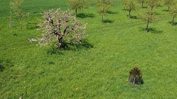 Computer vision based avoidance for crop sprayers - test drone navigates through the cherry trees.