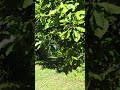 path to the creek under the magnolia tree