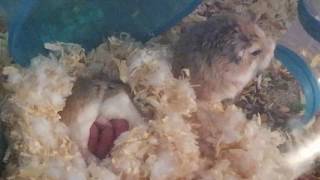 Baby Hamsters And Mother Sleeping 