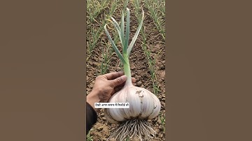 A hack for record-breaking garlic yields #gmo #gmcorn #gmcrops #syntheticfertilizers #speedgarlic