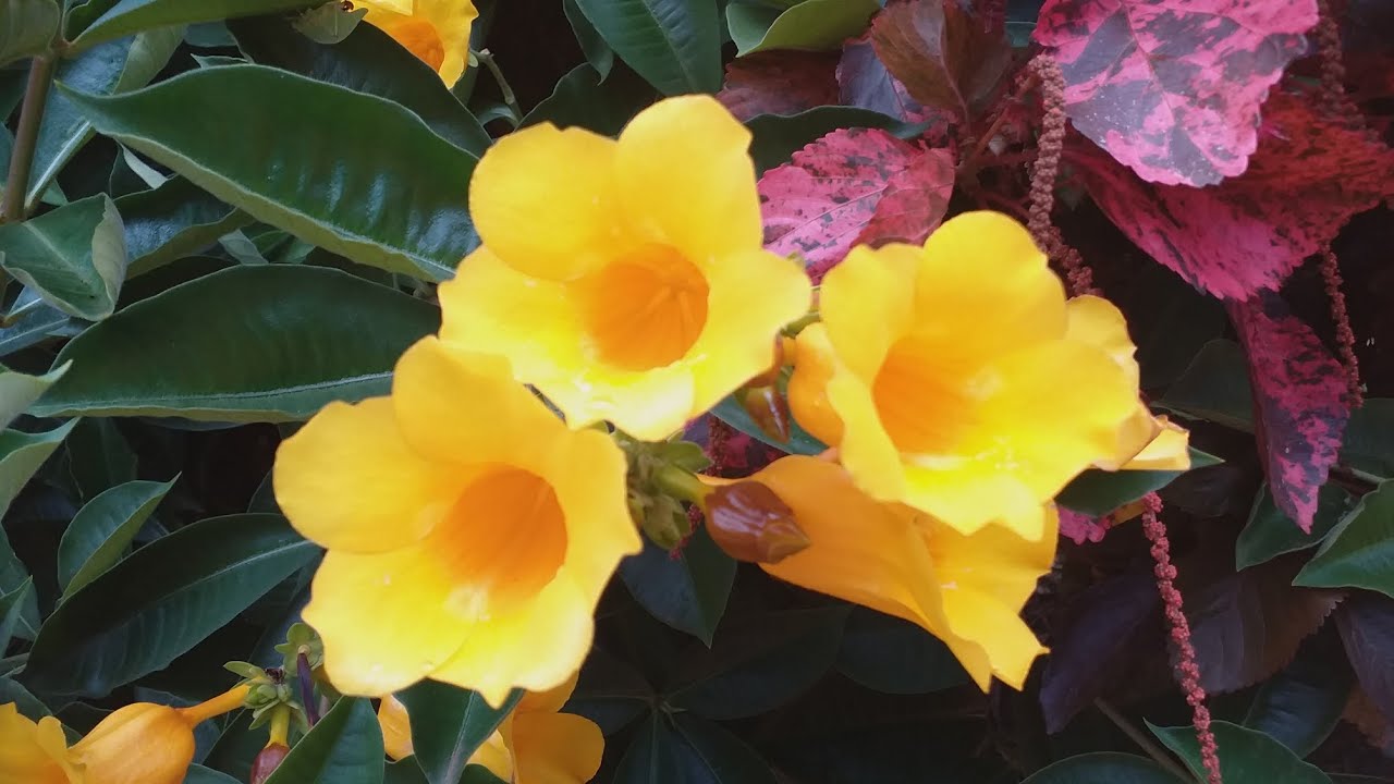 Vamos ver muitas flores por aqui 