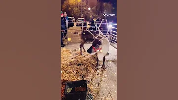 Олени Санта-Клауса