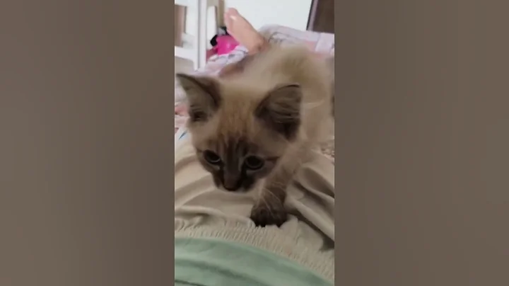 Video 11348091: himalayan persian cat, himalayan cat breed