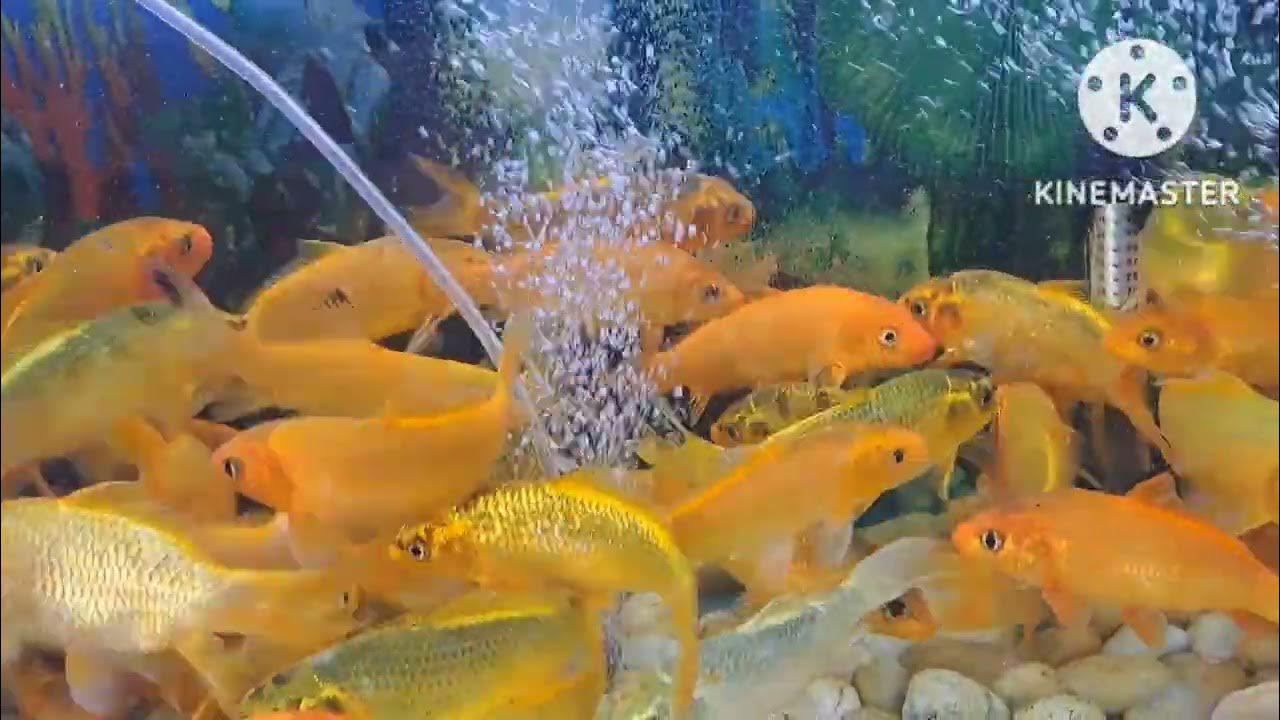FISH AQUARIUM AND FISH PRICE IN AZIZIYAH ANIMAL MARKET RIYADH CITY