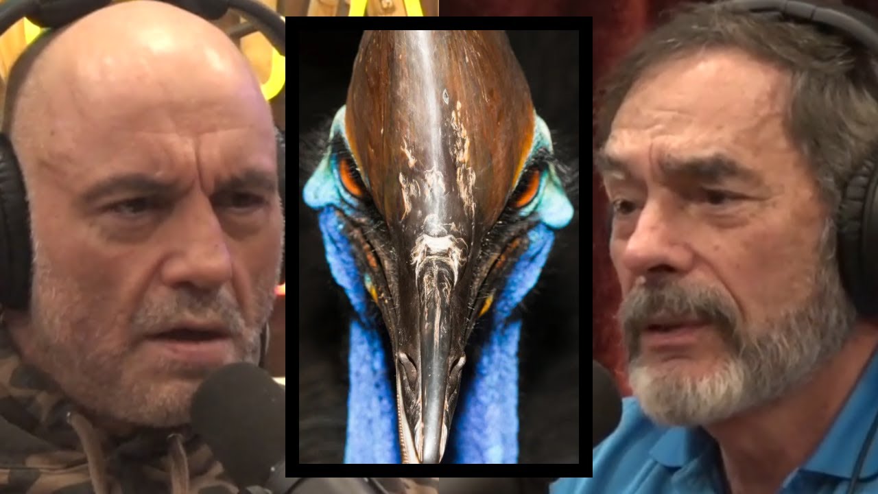 Joe Rogan Moose Kill The most DANGEROUS bird that can KILL you | Joe Rogan & Dr. Mark Gordon ...
