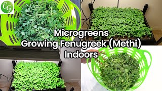 How To Grow Fenugreek (Methi) indoors from seeds using ViparSpectra XS2000 LED Grow Light & Giveaway