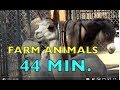 FARM ANIMALS Compilation - 44 min.  KIDS Learn English READ/SPELL & More - StayHome#WithMe