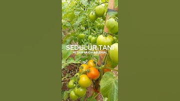 PANEN || TOMAT || PANEN BUAH TOMAT #tomato #sedulurtani #petanimudamilenial #rahayu