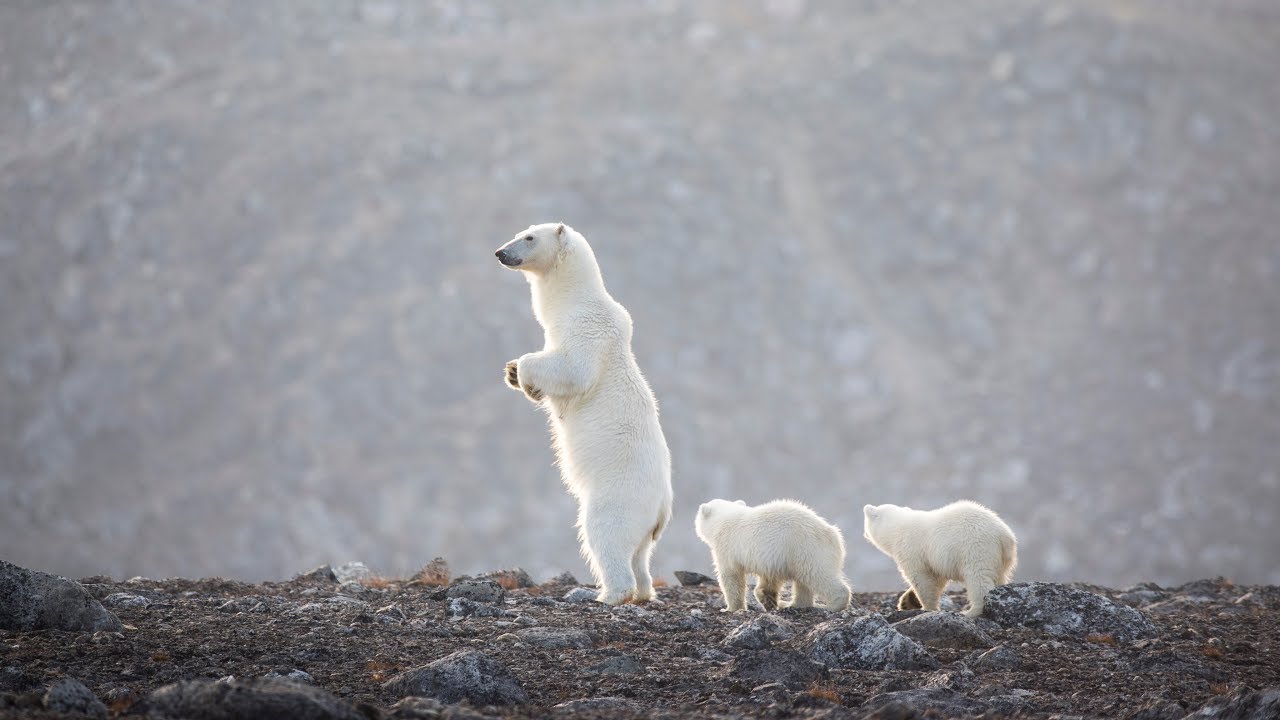 polar bear travel in herds