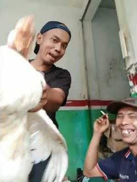 status WA gus oh agus   kamu dimana gus tak ghole,i