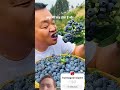 chhat per lagaye #blueberry plant#