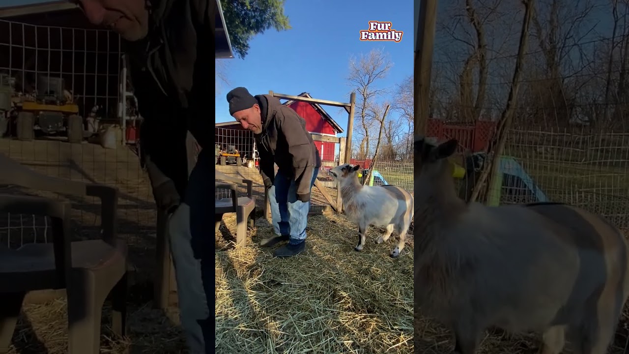 Dwarf Goat Playfully Jumps on Man's Back 