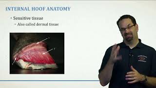 Horse Care Module 2: Episode 3. Hoof Anatomy