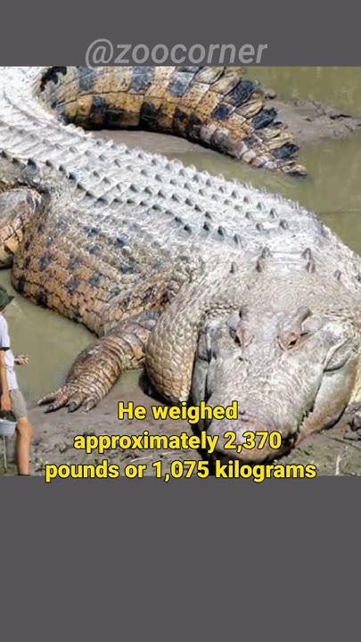 Lolong Crocodile | The largest Crocodile Ever Captured #lolong #